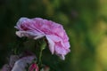 Pink pastele color flower and layered petals of  the  cabbage ros Royalty Free Stock Photo